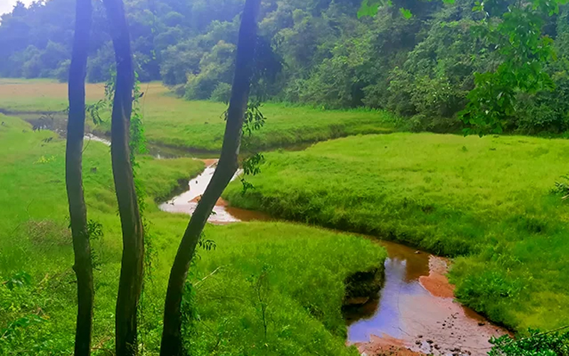 Thattekad Salim Ali Bird Sanctuary – eco-tourism destination near Kochi Kerala